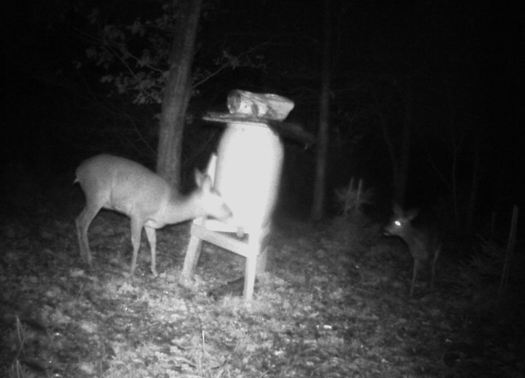 Night Vision spy camera picture of a deer