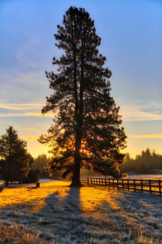 Amazing Sunrise Photography Pine