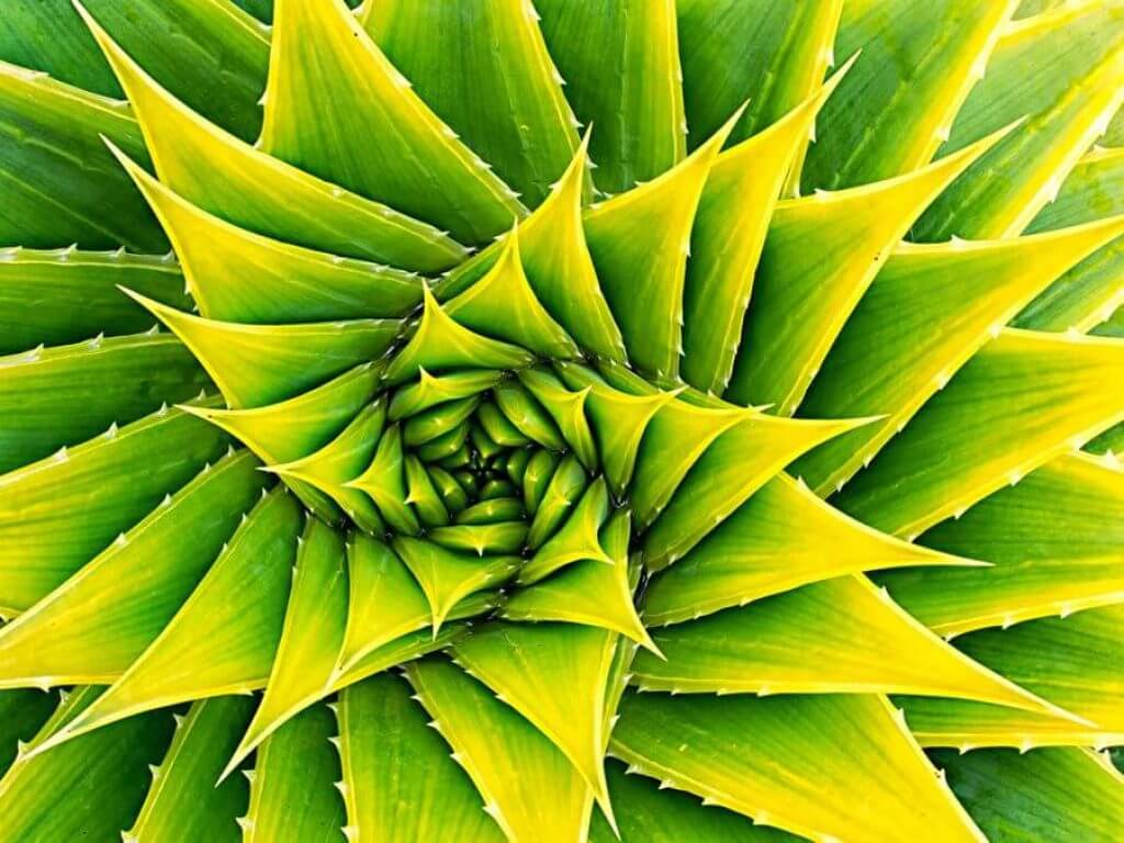 Radial Symmetry Photography